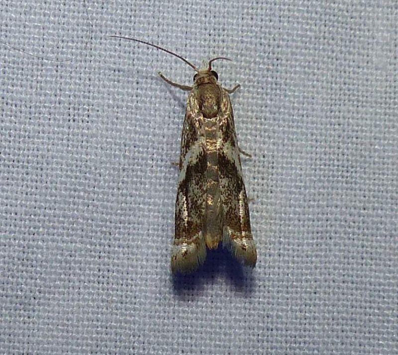 Elegant grass veneer moth  (Microcrambus elegans), #5420