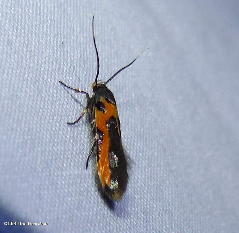 Kermes scale moth  (Euclemensia bassettella), #1467