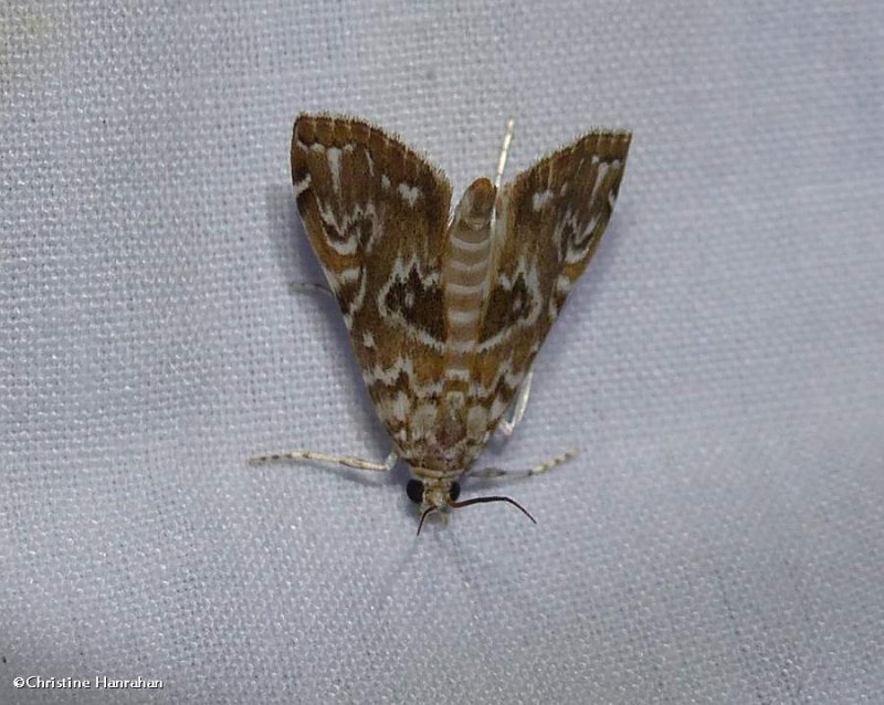 Waterlily borer moth  (Elophila gyralis), #4751