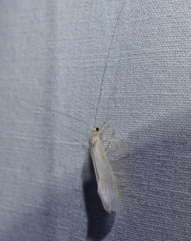 White miller caddisfly  (Nectopsyche)