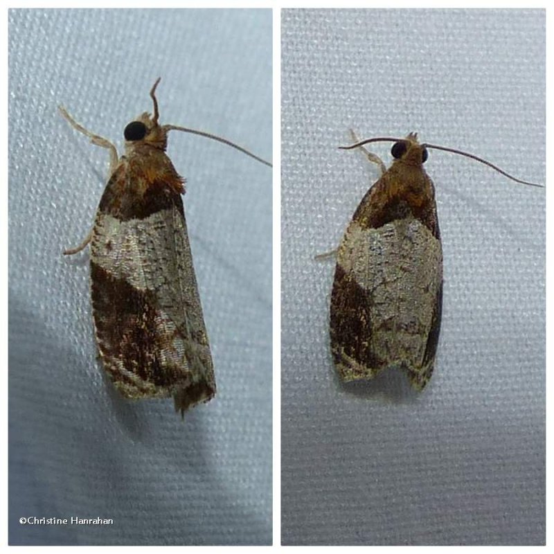 Hydrangea leaftier moth (Olethreutes ferriferana), #2827