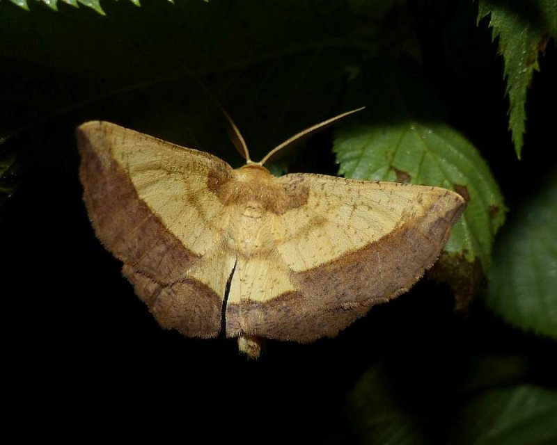 Saw-wing moth (Euchlaena serrata), #6724