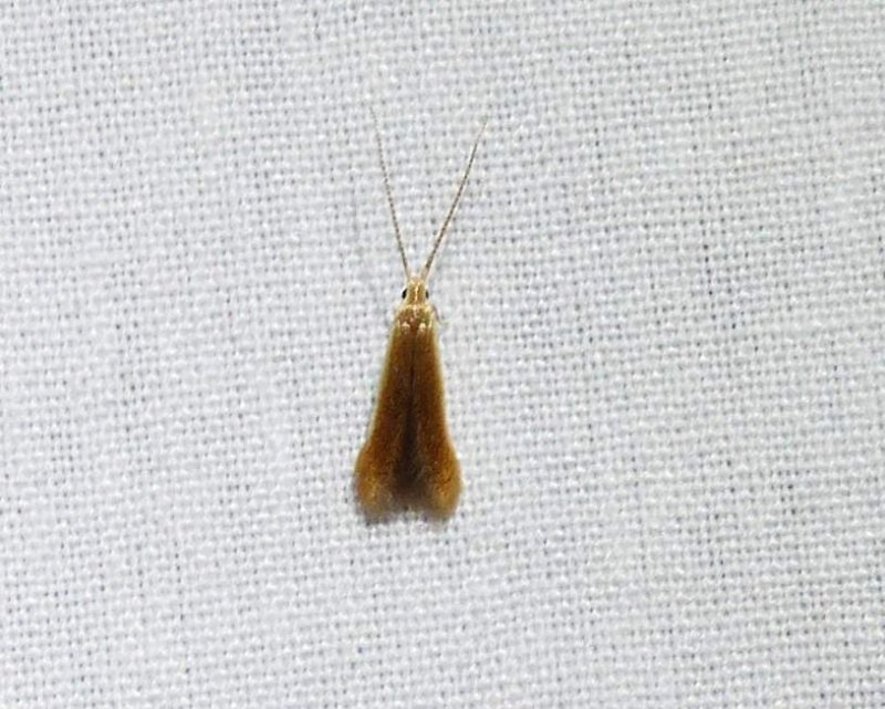 Casebearer moths (Coleophora limosipennella), #1301.1