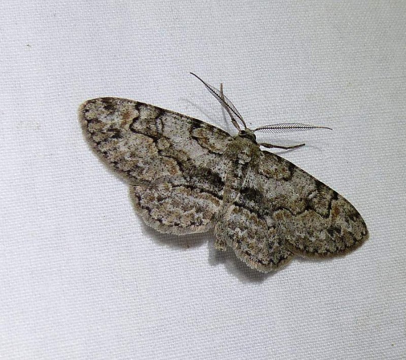 Bent-line gray moth  (Iridopsis larvaria), #6588