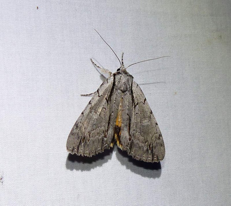 Clinton's underwing moth -(Catocala clintonii), #8872