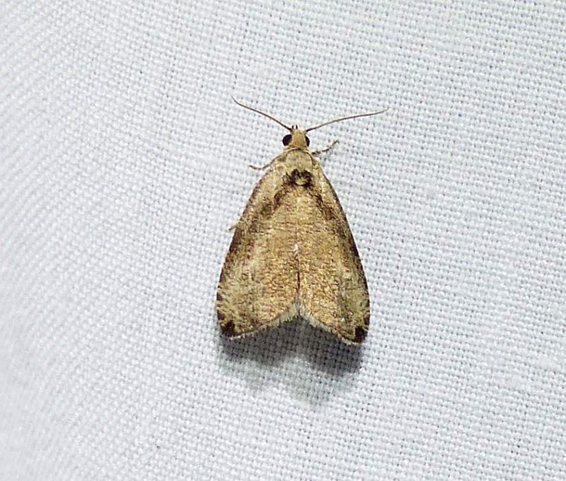 Wretched olethreutes moth(Olethreutes exoletum), #2791
