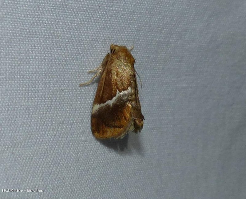 Yellow-shouldered slug moth (Lithacodes fasciola), #4665