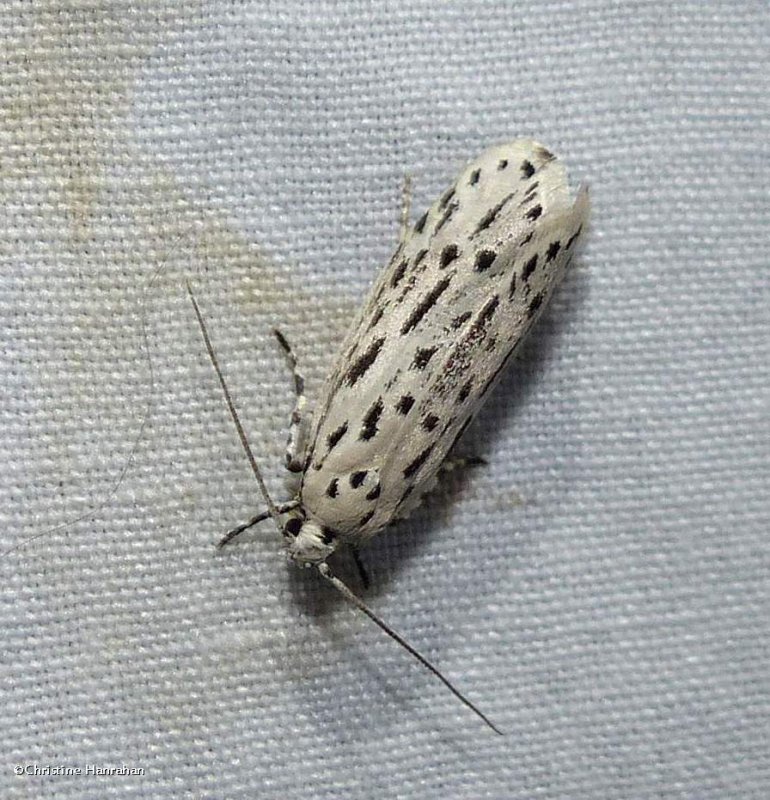 Streaked ethmia moth  (Ethmia longimaculella ), #0999
