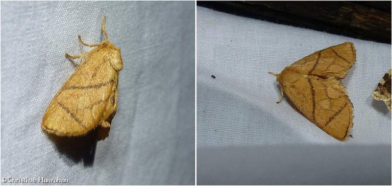 Yellow-collared slug moth ( Apoda y-inversum), #4667