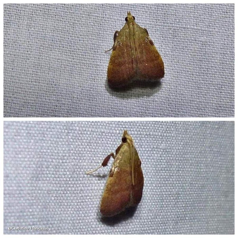 Drab condylolomia moth (Condylolomia participalis), #5571