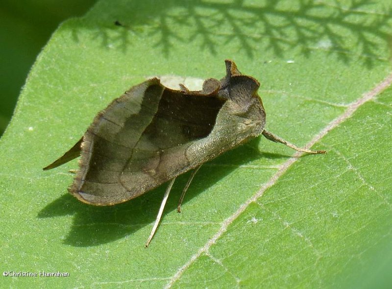 Green-patched looper moth (Diachrysia balluca), #8897