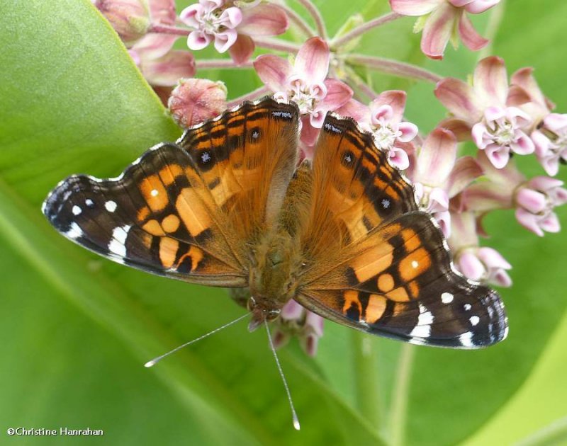 American lady butterfly  (Vanessa virginiensis)
