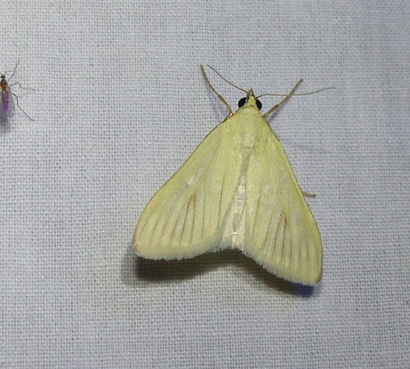 carrot seed moth (Sitochroa palealis), #4986.1