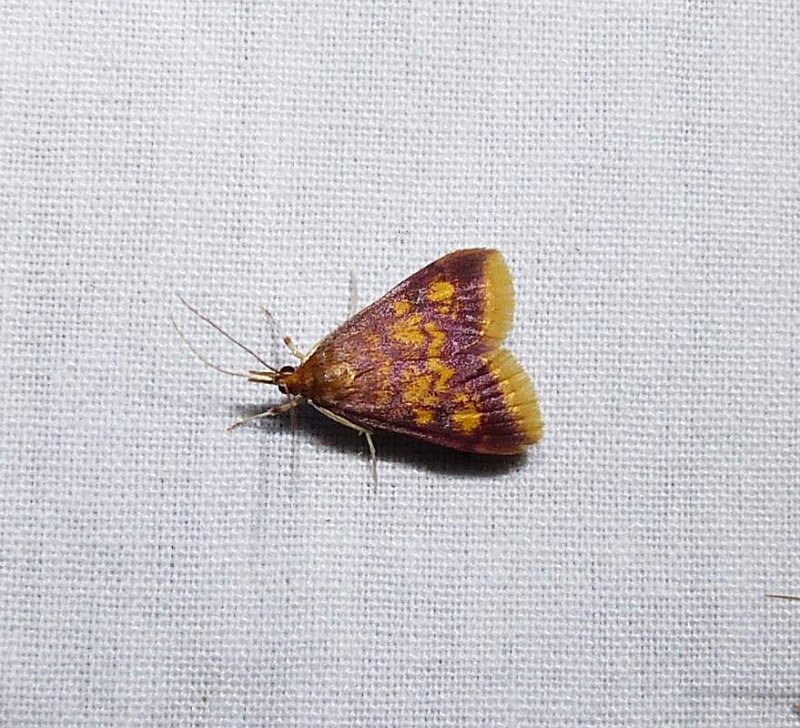 Mint-loving pyrausta moth  (Pyrausta acrionalis), #5071