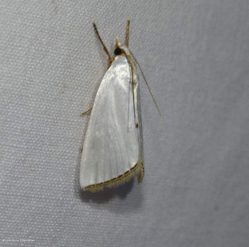 Snowy urola moth  (Urola nivalis), #5464