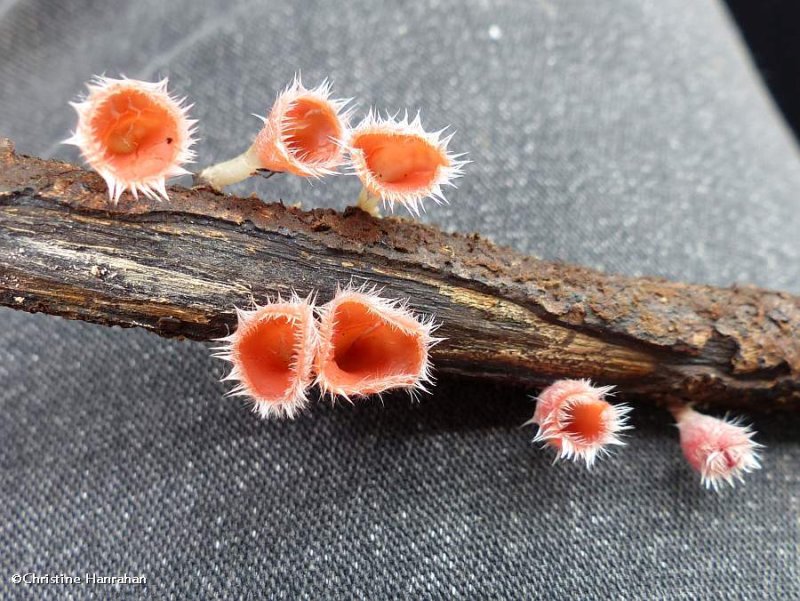 Shaggy scarlet cup fungus  (Microstoma floccosum)