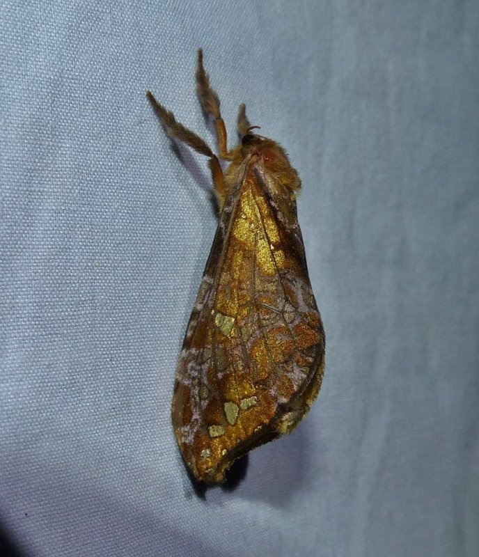 Gold-spotted ghost moth  (Sthenopis auratus), #0022