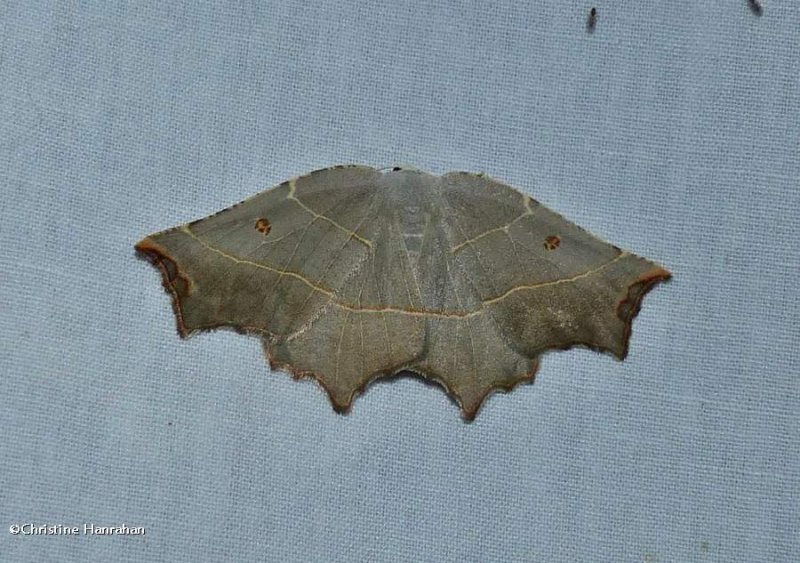 Pale metanema moth (Metanema inatomaria), #6819