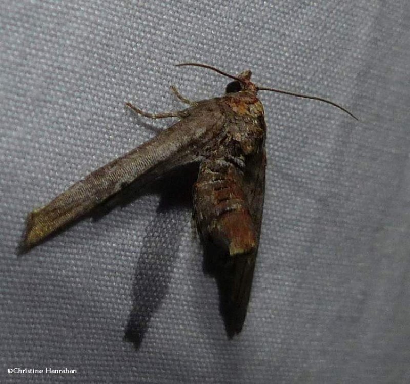 Dark marathyssa moth  (Marathyssa inficita), #8955