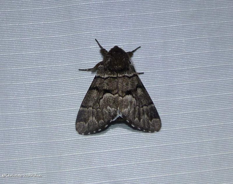 Eastern panthea moth   (Panthea furcilla),  #9182