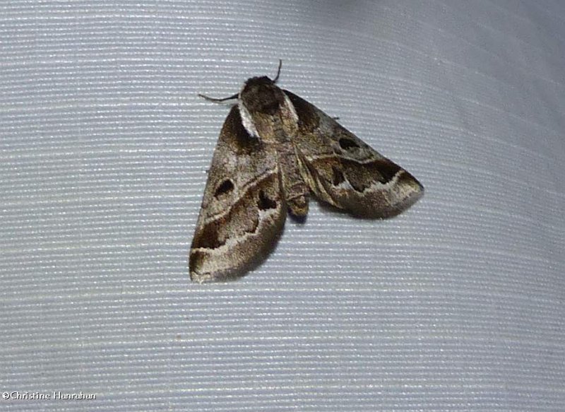 Doubleday's baileya moth  (Baileya doubledayi), #8969