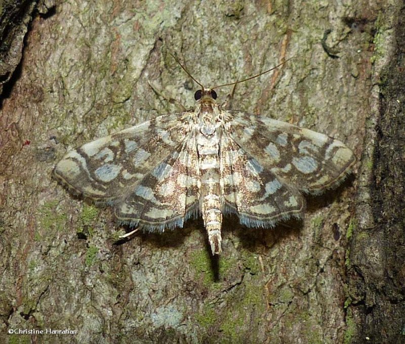 Bog lygropia moth (Lygropia rivulalis), #5250