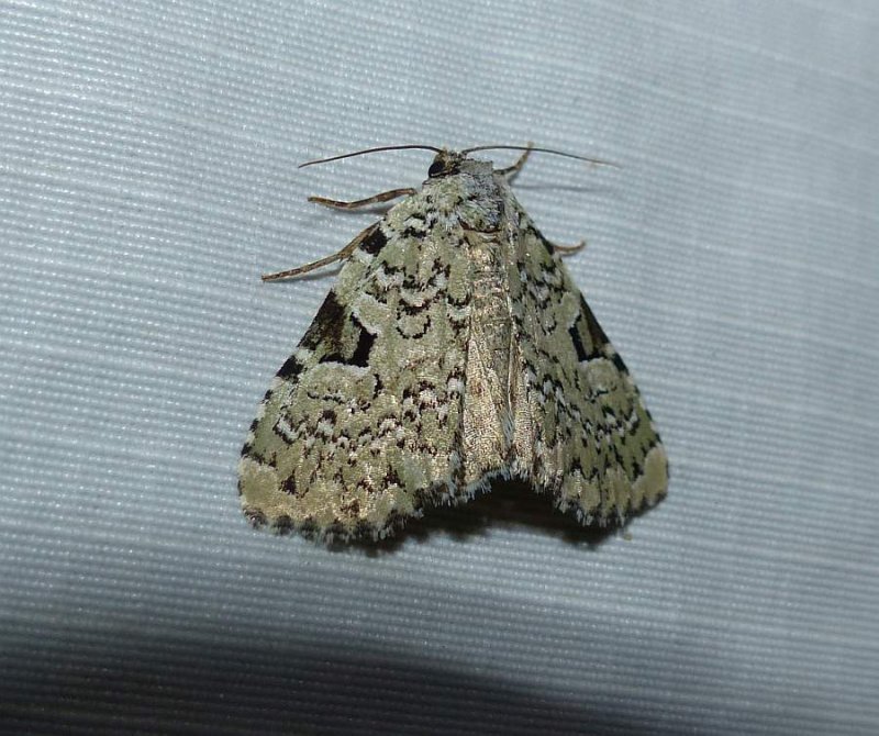 Green leuconycta moth (Leuconycta diphteroides), #9065