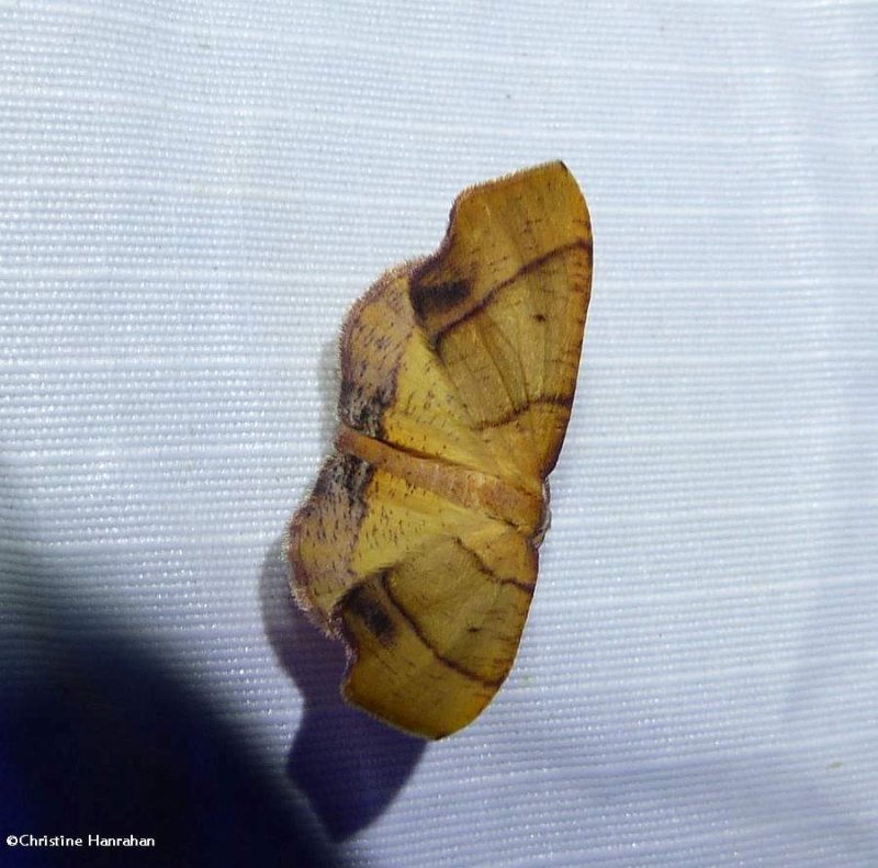 Straight-lined plagodis moth (<em>Plagodis phlogosaria</em>), #6842