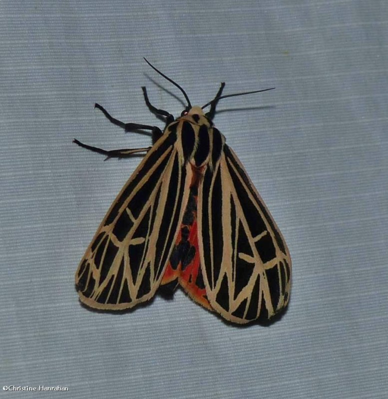 Virgin tiger moth (Grammia virgo), #8197