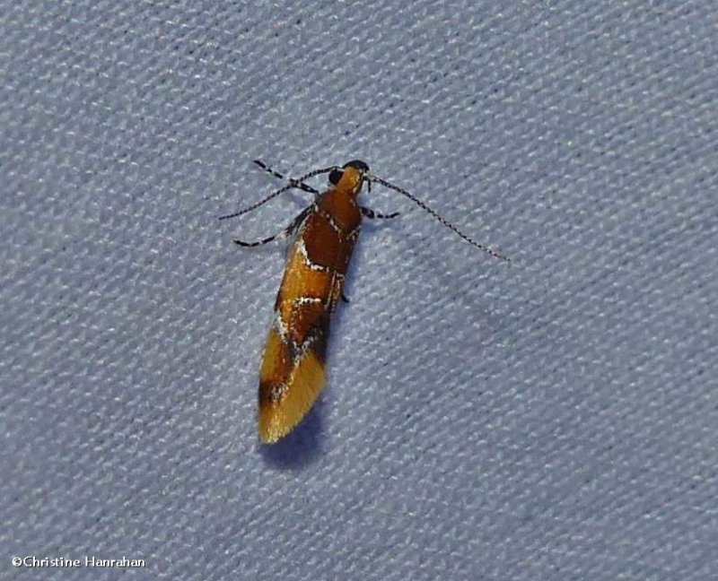 Orange-headed Epicallima moth (Epicallima argenticinctella), #1046