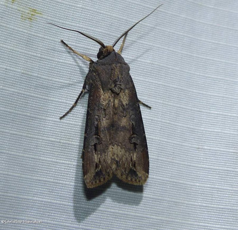 Dark-sword grass moth  (Agrotis ipsilon), #10663