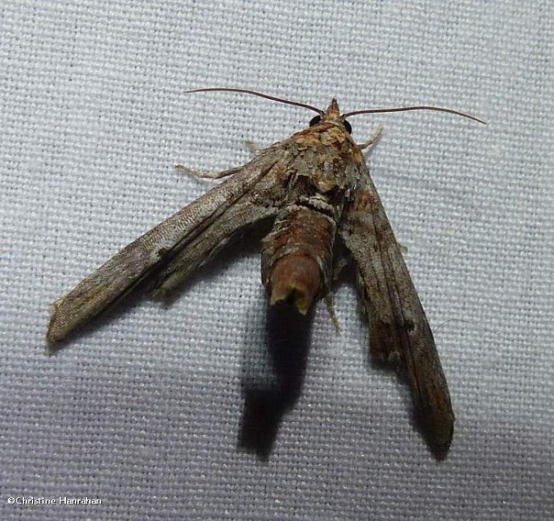 Dark marathyssa moth  (Marathyssa inficita), #8955