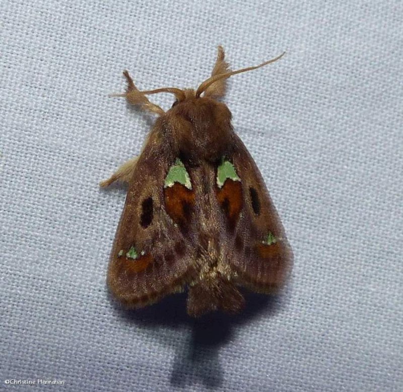 Spiny oak slug moth  (Euclea delphinii), #4697