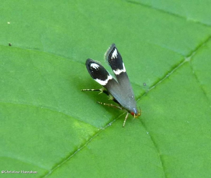 Moth  (Anacampsis tristrigella), #2251