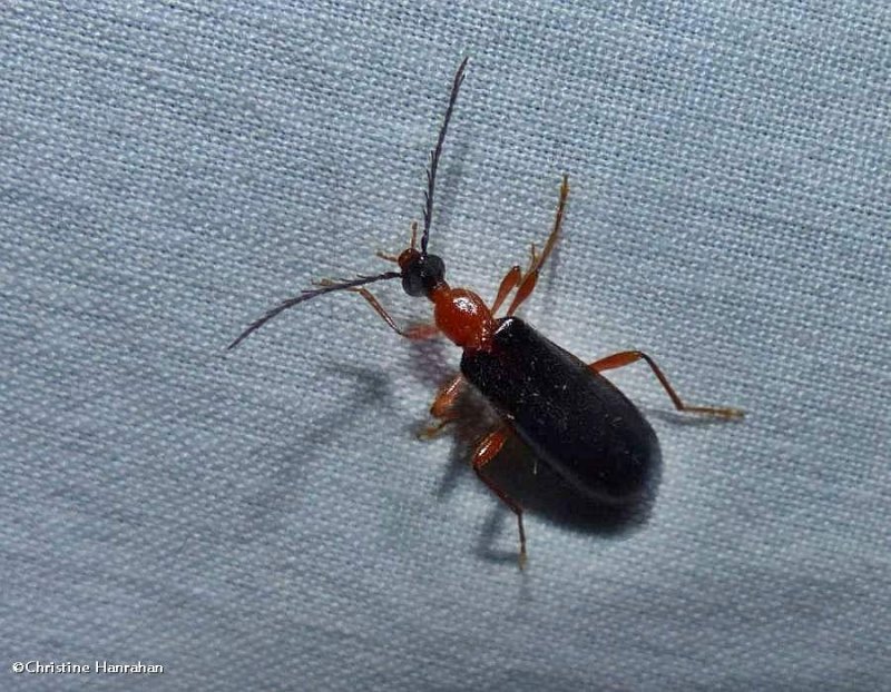 Fire-colored beetle (Dendroides canadensis)
