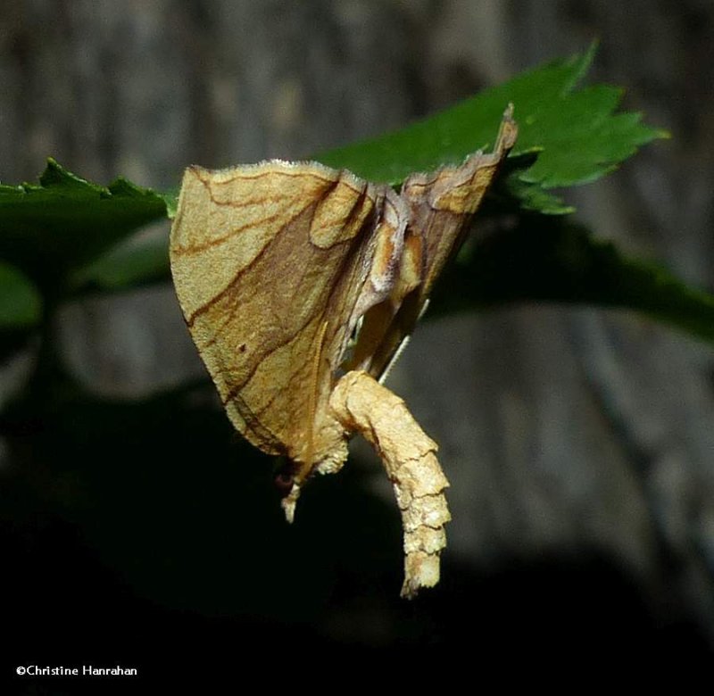 Grapevine looper moth (Eulithis diversilineata or gracilineata)