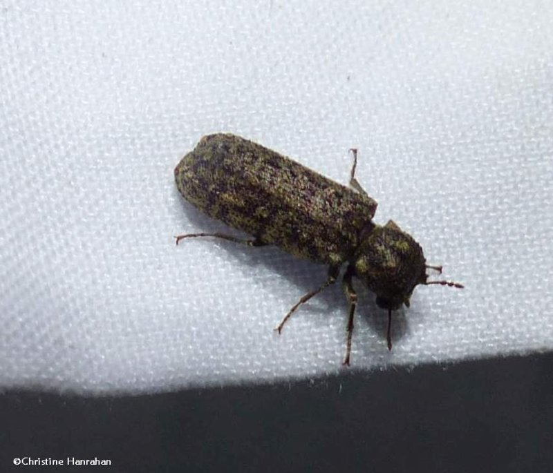 Two-horned powder post beetle (Lichenophanes bicornis)