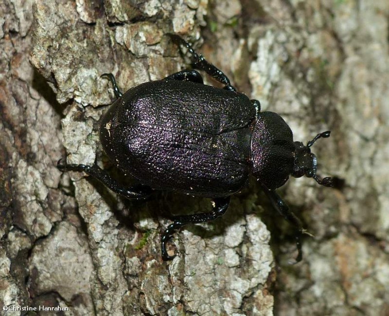 Scarab beetle (Osmoderma scabra)
