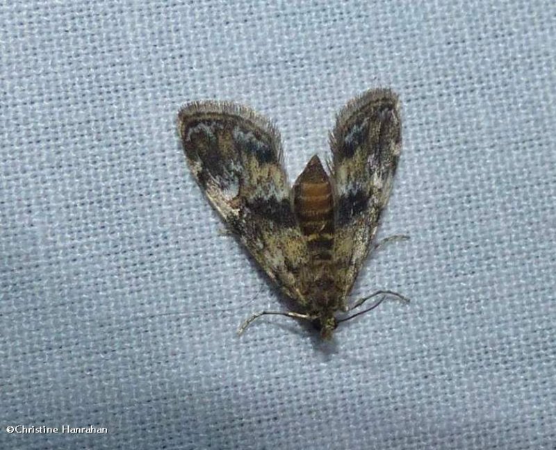 Waterlily leafcutter moth ( Elophila obliteralis), #4755