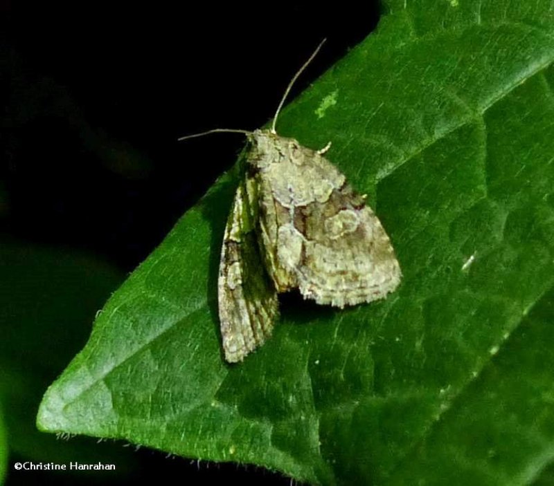 Exhausted brocade moth  (Neoligia exhausta), #9408