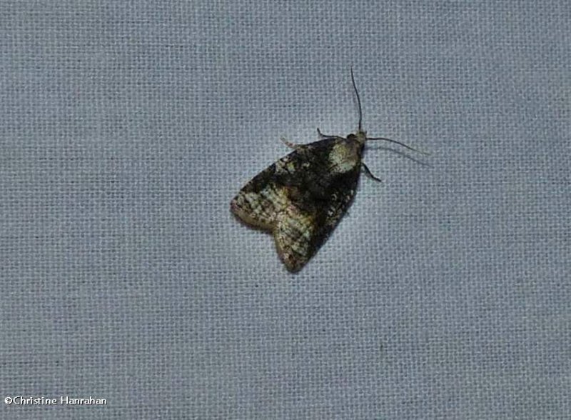 Exasperating platynota moth   (Platynota exasperatana), #3743