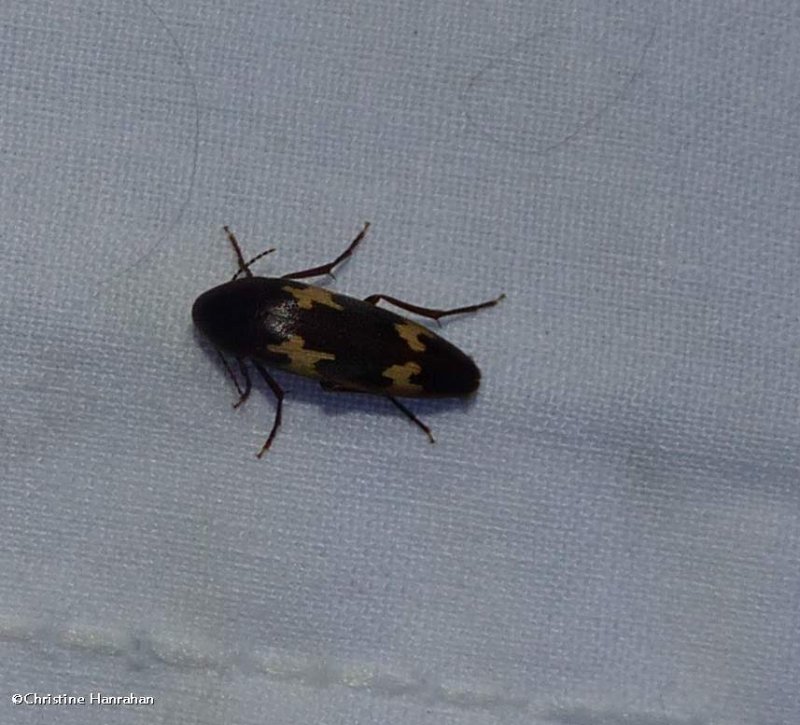 False Darkling Beetles (Family:  Melandryidae)
