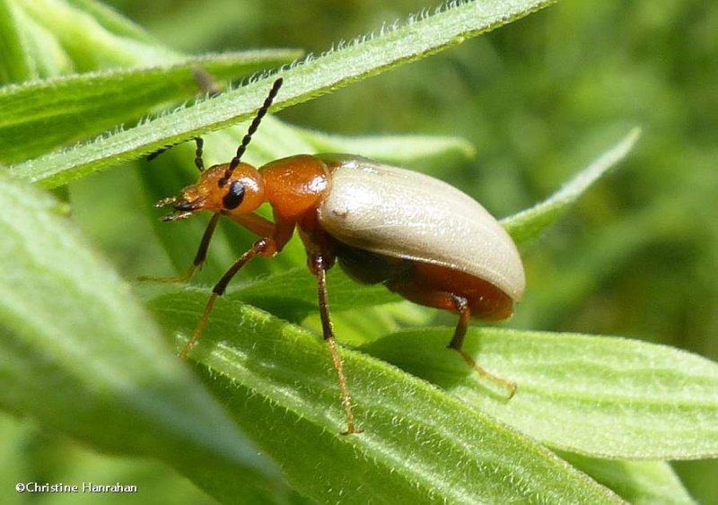 Blister beetle (Zonitis bilineata)