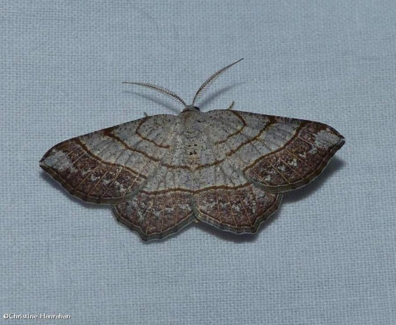 Brown-bordered geometer moth (Eumacaria madopata), #6272