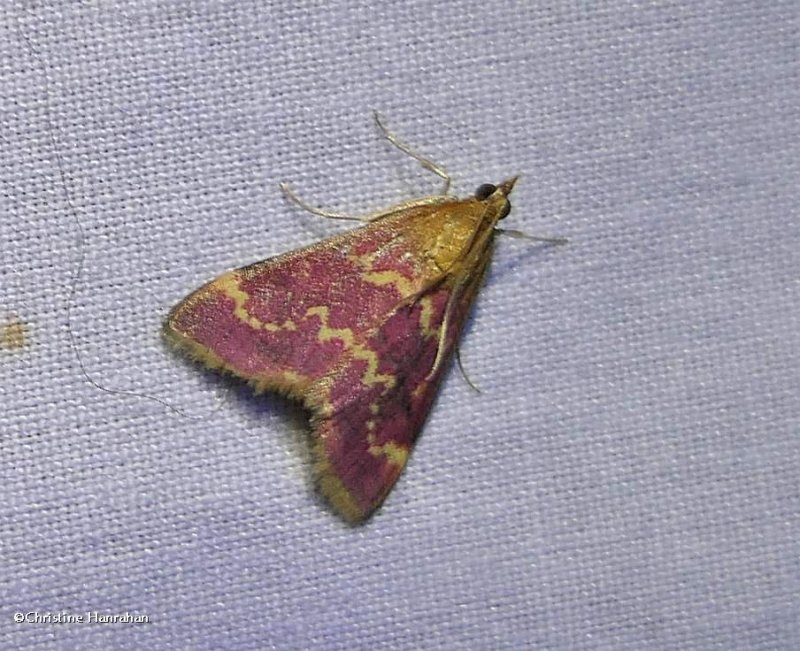 Raspberry pyrausta moth  (Pyrausta signatalis), #5034