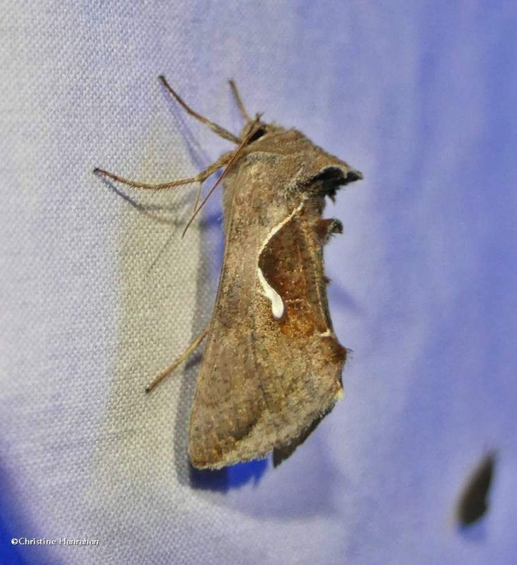 Celery looper moth   (Anagrapha falcifera), #8924