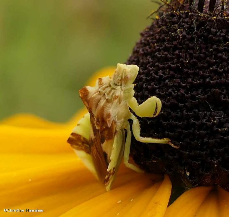 Ambush bug (Phymata)