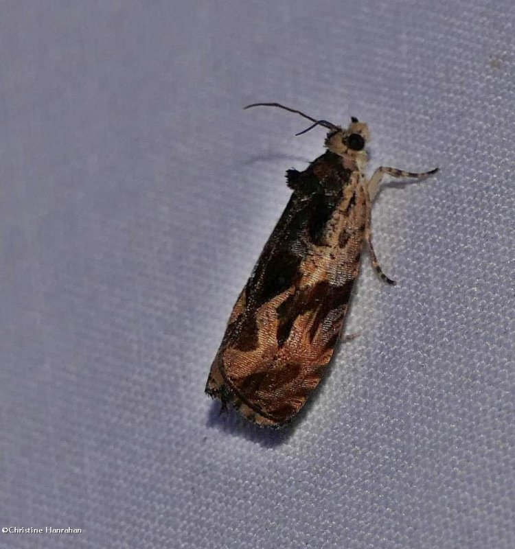 Olethreutes moth (Olethreutes)