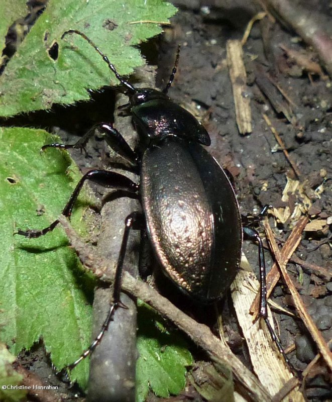 Carabid beetle (Carabus nemoralis)