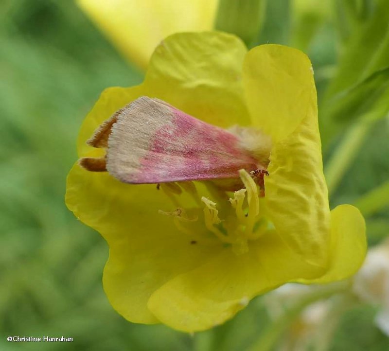 Primrose moth (Schinia florida)